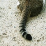 【ねこの尻尾】a1130_000260