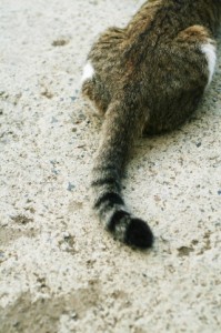 【ねこの尻尾】a1130_000260