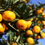 【みかんの木】yun_6554