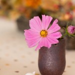 【コスモスと小鳥】ELFA_kosumosutokotori500