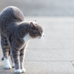 【スラットした猫】MAR88_meneko20140113600