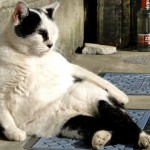 【ダレ猫】a1370_000104