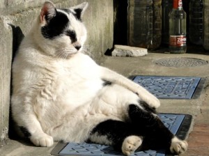 【ダレ猫】a1370_000104