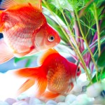 【金魚】N811_mizukusatokingyo500