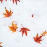 【雪の上のもみじ】OH99_yukinonakanichirabarumomiji500