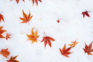 【雪の上のもみじ】OH99_yukinonakanichirabarumomiji500