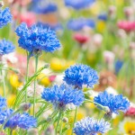 【青いお花】ELL87_hanabatake500