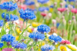 【青いお花】ELL87_hanabatake500