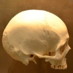 【頭蓋骨】a1180_006697