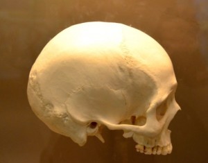 【頭蓋骨】a1180_006697