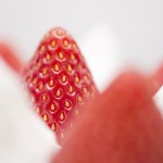 いちごと生クリーム_PAK57_ichigotonamacream500