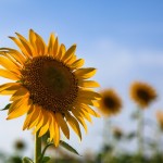 ひまわり_GAK63_himawari500